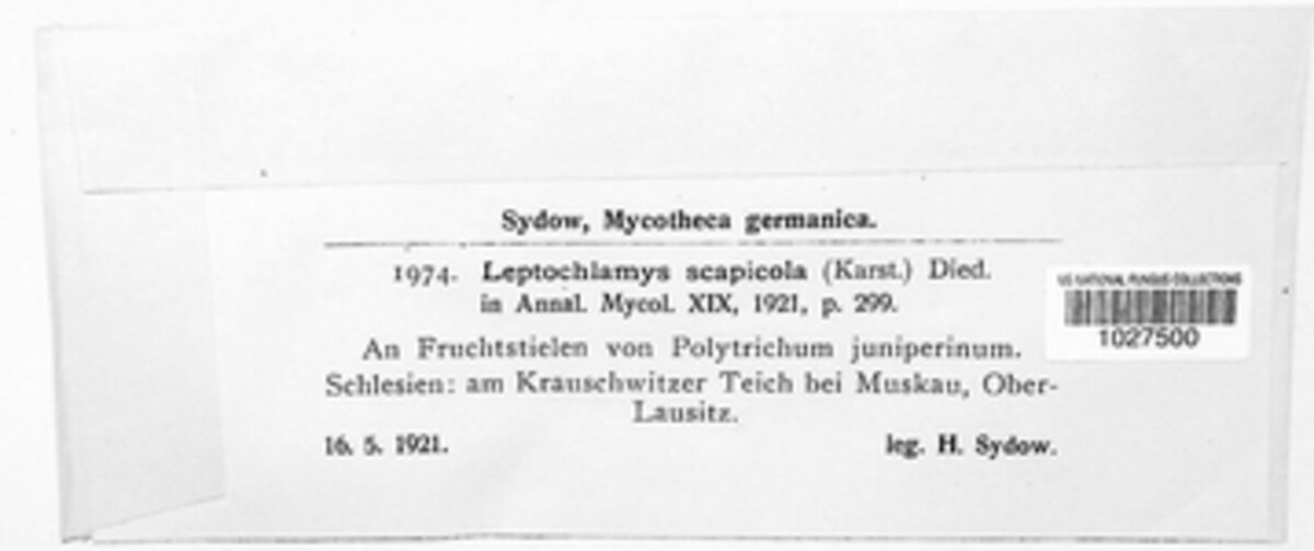 Leptochlamys thecicola image